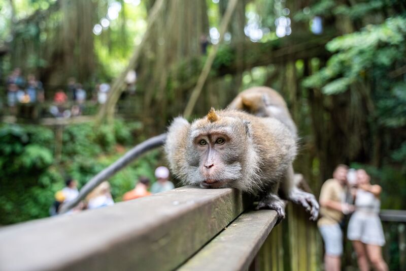 Monkey Forest Ubud