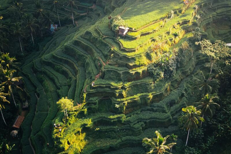 Tegallalang Rice Terrace, Ubud, Bali